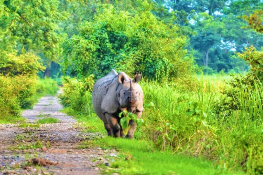 Explore Kaziranga